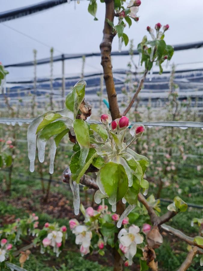 Versigglhof Eppan an der Weinstraße Eksteriør billede